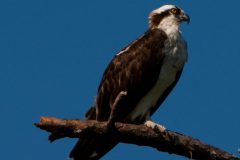 Osprey3-706763888-O-scaled