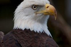 eagle1-726905025-O-scaled