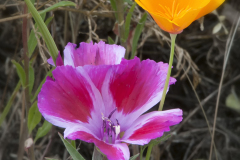 Pair-of-flowers