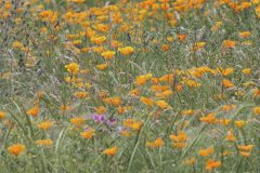 Poppies-scaled