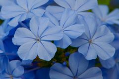 blueflowers-706807382-O-scaled