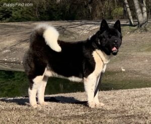PuppyFind.com,97072