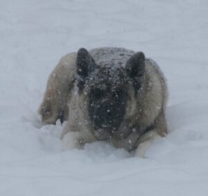 snow dog1