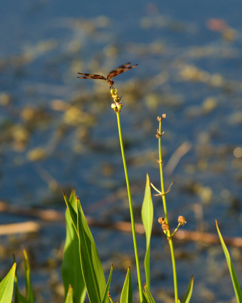 (C) PHOTOGRAPHY       UNLIMITED