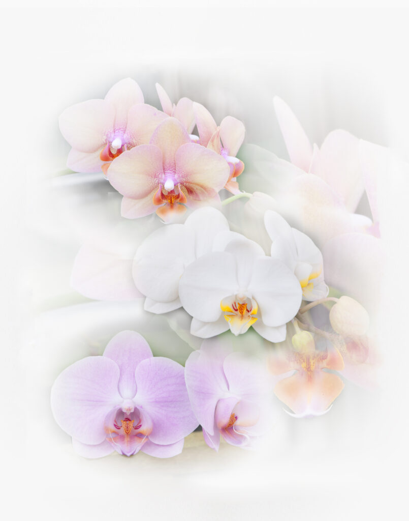 Orchid 1 final