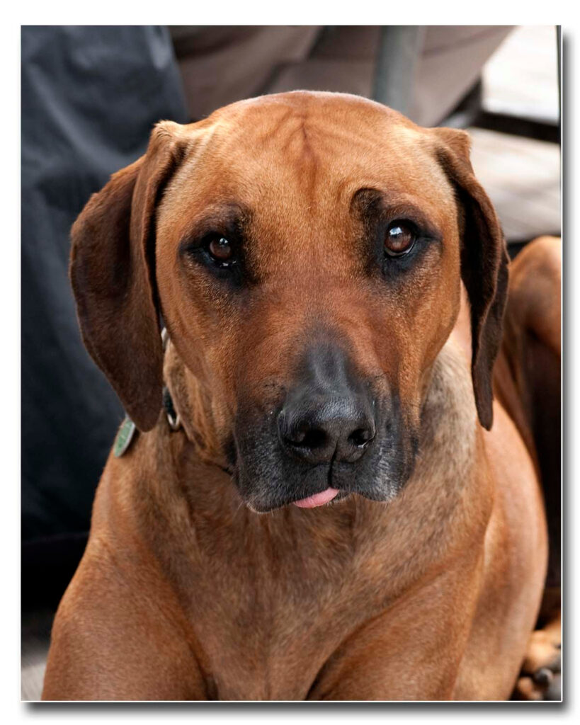 dog1-602183348-O