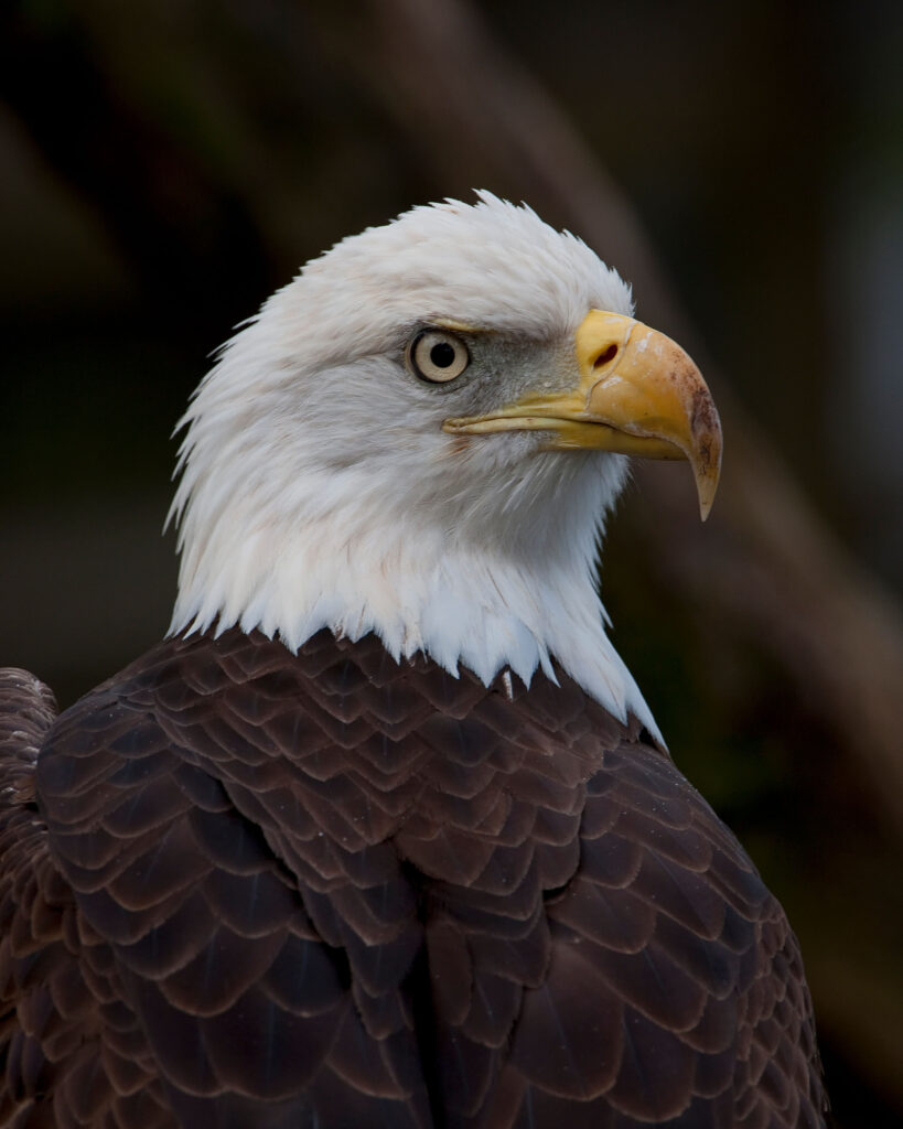 eagle1-726905025-O