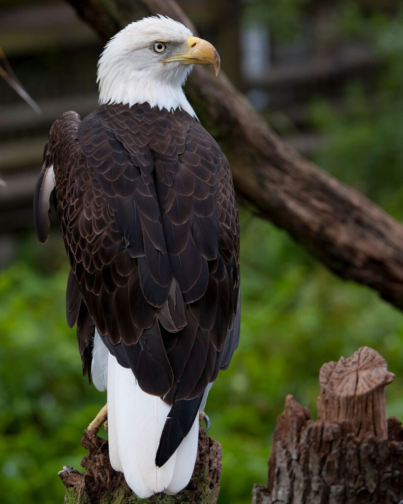 eagle2-710509176-O